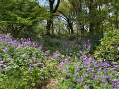 -上海共青森林公园