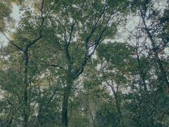 -杭州半山国家森林公园