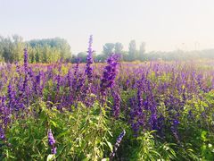 -北京东方普罗旺斯薰衣草庄园