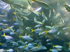 -上海海洋水族馆