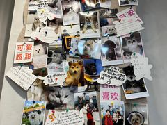 -伟伟宠物医院·CT影像中心·瑞派犬猫综合性门诊(汉口总院)