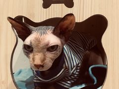 -猫色咖啡·猫咖