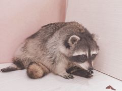 -浣熊柯尔鸭土拨鼠·电玩咖