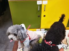 -严国平动物医院(德政总院)