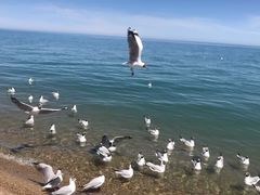 -青海湖国家重点风景名胜区