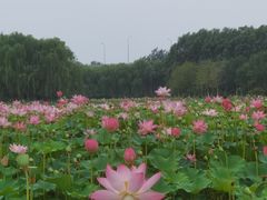 -东郊湿地公园