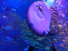 -芜湖新华联大白鲸海洋公园