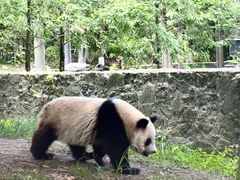 -都江堰中华大熊猫苑