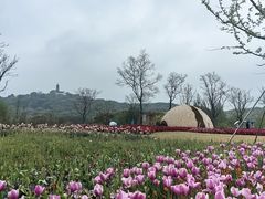 -苏州上方山国家森林公园
