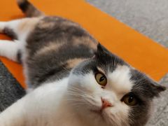 -米宠家·撸猫猫咖小萌宠·猫咪洗澡·猫咪寄养(高新大都荟店)