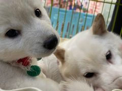 -柴犬小屋·柴餐厅·狗咖食堂(金鼎广场店)