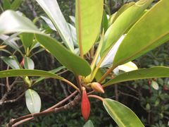 -东寨港红树林旅游区