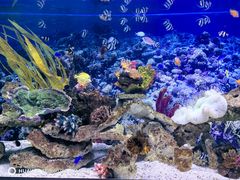 -芜湖新华联大白鲸海洋公园