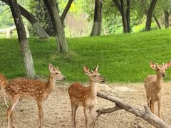 -北京野生动物园