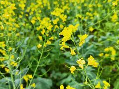 -光明小镇欢乐田园