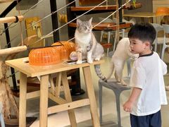 -豆逗聊愈猫阁Easy Life