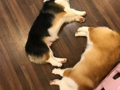 -柯斗斗主题餐厅·狗咖·围炉煮茶·茶饮(国瑞升平里店)