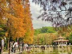 -深圳仙湖植物园