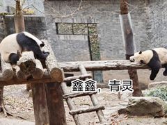 -都江堰中华大熊猫苑