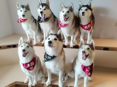 -Husky Go! 哈士奇体验馆·宠物咖啡厅狗咖