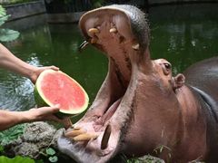 -深圳野生动物园