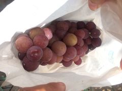 马陆小张葡萄园-马陆小张葡萄园农家乐