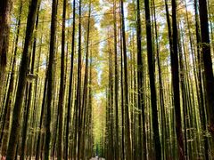 -山王坪喀斯特国家生态公园