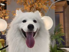 -帕帕拉兹宠物(亚洲旗舰店)