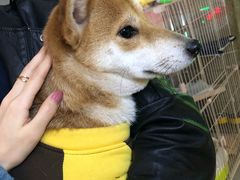 -逗柴咖啡屋·狗咖猫咖宠物桌游