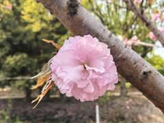 -高东镇樱花园