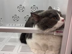 -车接车送·寄养洗护·德文猫舍(大宁店)