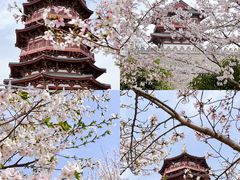 -洛阳市牡丹公园
