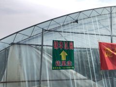 -庞各庄西瓜蔬菜采摘园·锦华瓜园