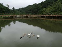 -神光山国家森林公园