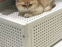 -喵的天空名猫咖啡馆·撸猫·猫舍·用品