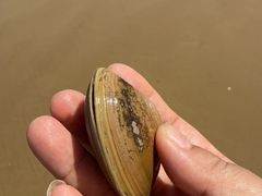 -日照海滨国家森林公园
