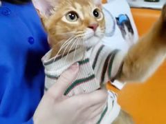 -lincat·猫舍(广州店)