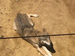 -鄂尔多斯野生动物园