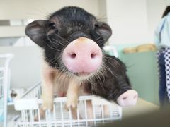 -怪兽屋·羊驼·猫咖·狗咖(俊华广场店)