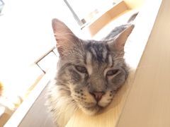 -瞄一喵猫咖(格力海岸店)
