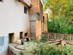 景点-成都大熊猫繁育研究基地