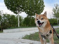 -乖乖宠物医院·猫科·急重症中心(车站北路分院)
