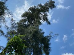 -华侨城湿地公园