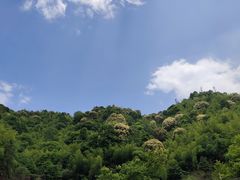 -江西阳明山国家森林公园