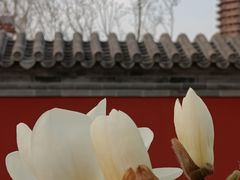 -西海子公园