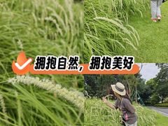 -王借岗森林公园