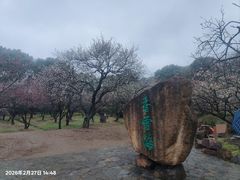 -香雪海