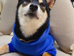-逗柴咖啡屋·狗咖猫咖宠物桌游