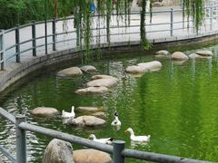-莲湖公园