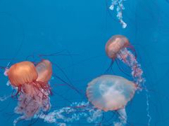 -大连老虎滩海洋公园